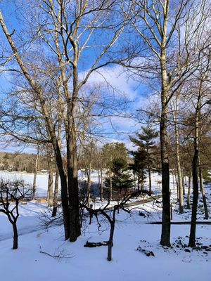 View from our Springbrook room