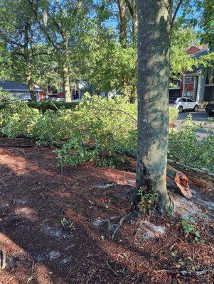 These trees were down for several weeks