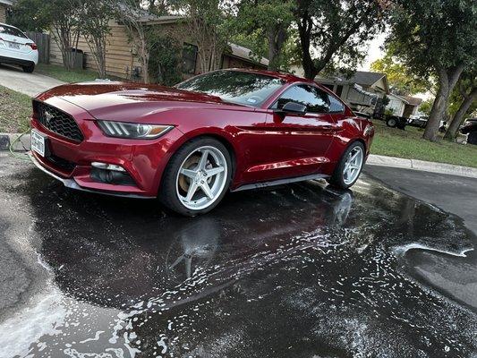 Freshly detailed mustang