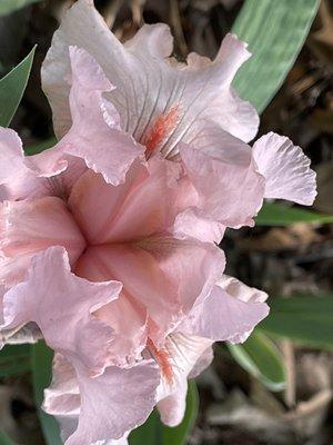 This delicate peach specimen was one of the most fragrant Iris blossoms.