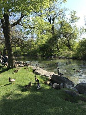 Duck/Goose watching at Letort Park