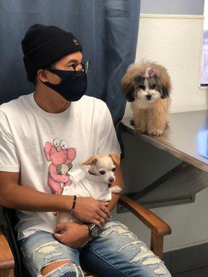 Kong accompanying Khloé's vet visit.                               IG: @keepingupwith_kongandkhloe