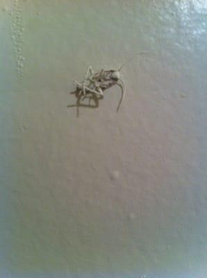 A hapless cockroach painted into the wall.