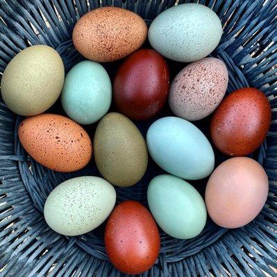 Free-Range Pastured-Raised eggs from Bee the Change Microfarm