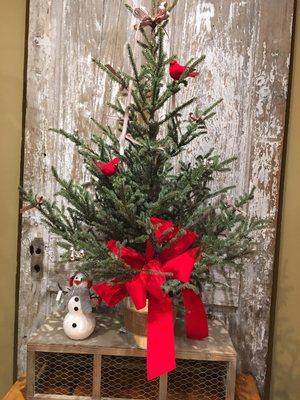 We Have adorable fresh cut Christmas trees ready to go!