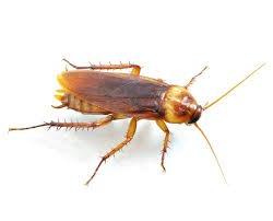 roach