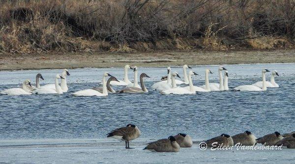 Birds on lake in early Spring