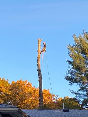 Tree removal