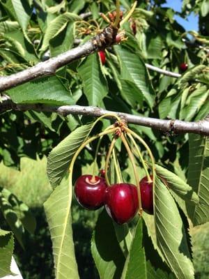 Fresh cherries in abundance!