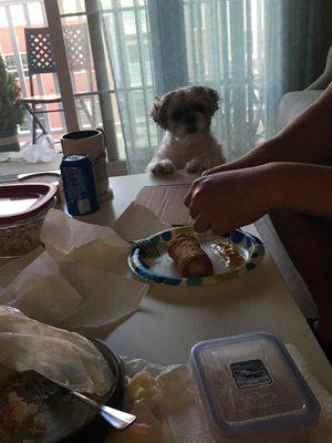 Simba eyeing my egg roll.