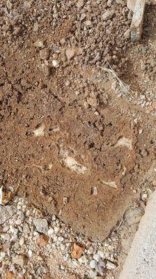 Termite colony under a stone paver.