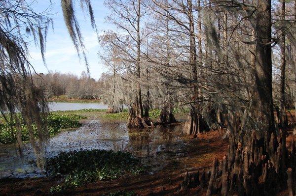 Cypress marsh