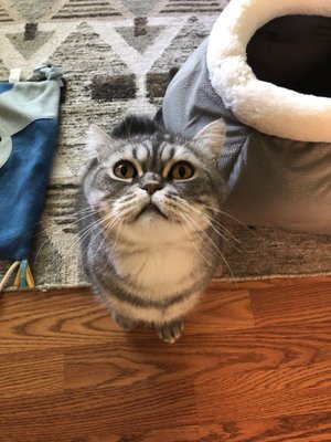 Moochy Cat is waiting for his treat