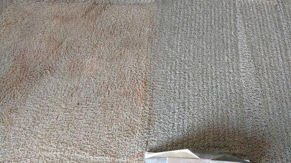 carpetmax-carpet-cleaning-odessa-midland-tx17