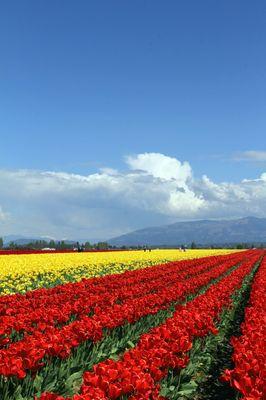 Tulip Festival in Skagit Valley - First 3 weekends in April