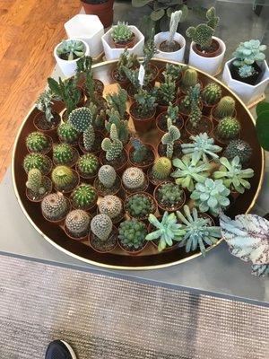 Succulents for sale