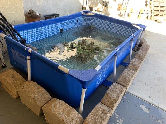 Their pool pond home