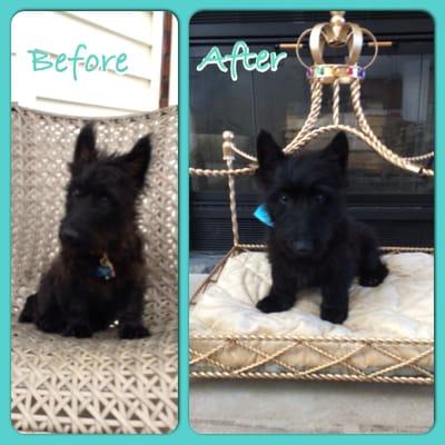 This is my Scottish Terrier Puppy, Lincoln.  His before and after picture.