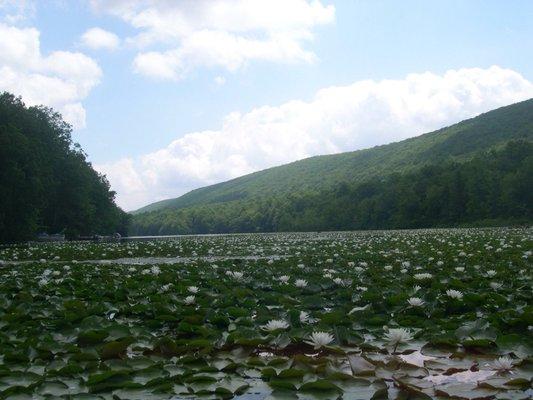 Kayaking through the lily pads - it's not so easy!