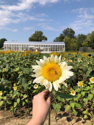 The greenhouse has white sunflowers (my fave)