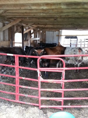 The cows are friendly, so they must be treated well.