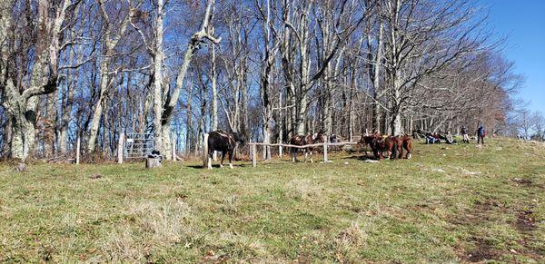 Cataloochee ranch