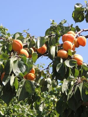 These are standard Blenheim variety apricots.  Tart and flavorful but nowhere as decadent as the Anyas.