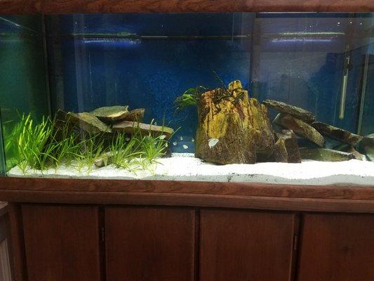 We also have a 70 gallon for your viewing pleasure