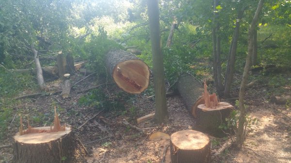 Forest management, hardwood timber harvest