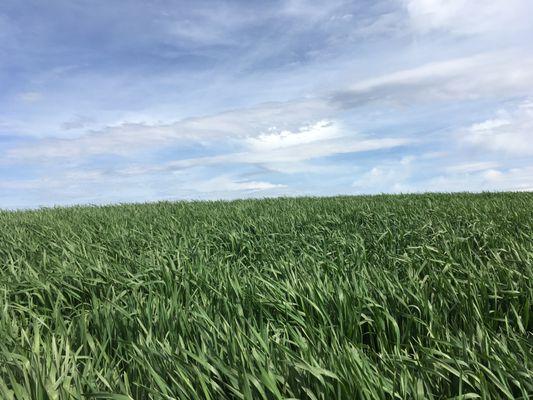 Healing powers of Nature and the Great Outdoors. This a picture of the wheat fields where I grew up.  My childhood is my inspiration.