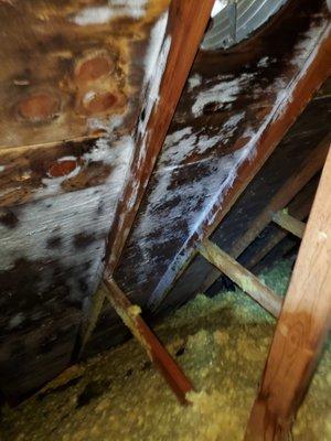 Attic Mold Removal in Grove City, OH