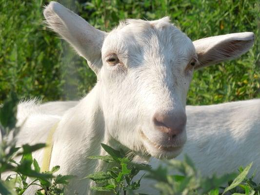 Community Farm of Simsbury