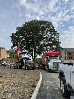 Removing the rest of a failed Oak from a recent storm