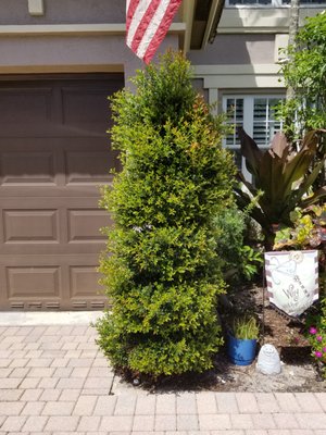 When I hired Pan American Landscaping, this WAS the most beautiful topiary. Now you can't even tell what shape it was originally.