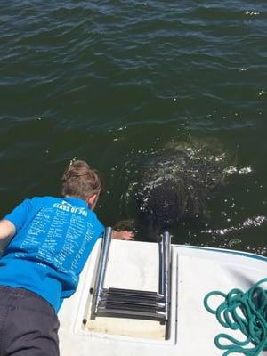 Curious manatee