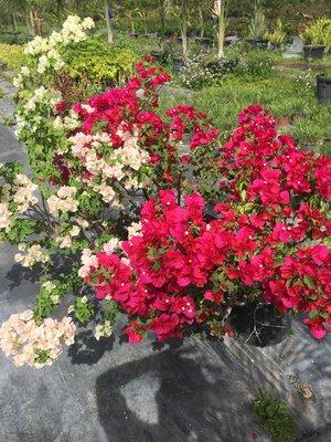 Bougainvillea different colors available