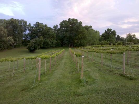 Freshly planted Sullivan Vineyard