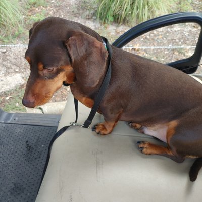 I love to ride to my lesson in a golf cart!