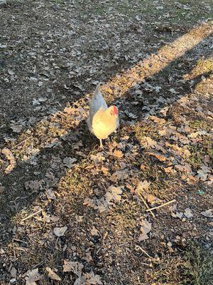 Chicken looking for handouts