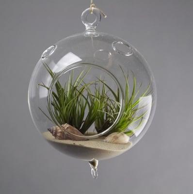 Air Plant Terrarium