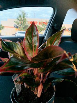 Chinese evergreen