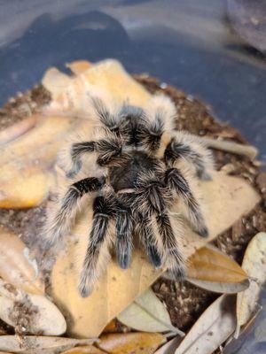 Curly hair tarantula