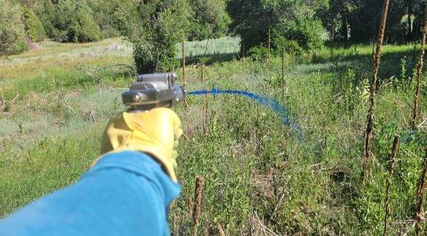 Bonfire Weed Management