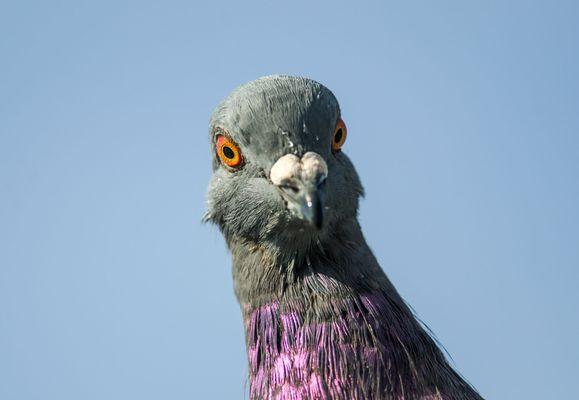 photo of Pigeon P.