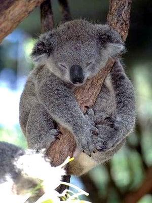 photo of Koala E.