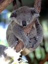 Photo of Koala E.