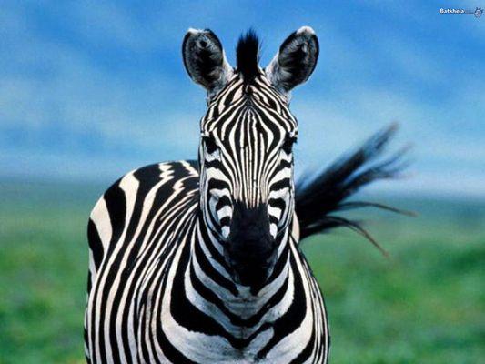 photo of Zebra M.