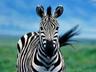 Photo of Zebra M.