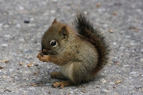 photo of Squirrel G.