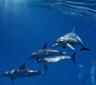 Photo of Dolphins R.